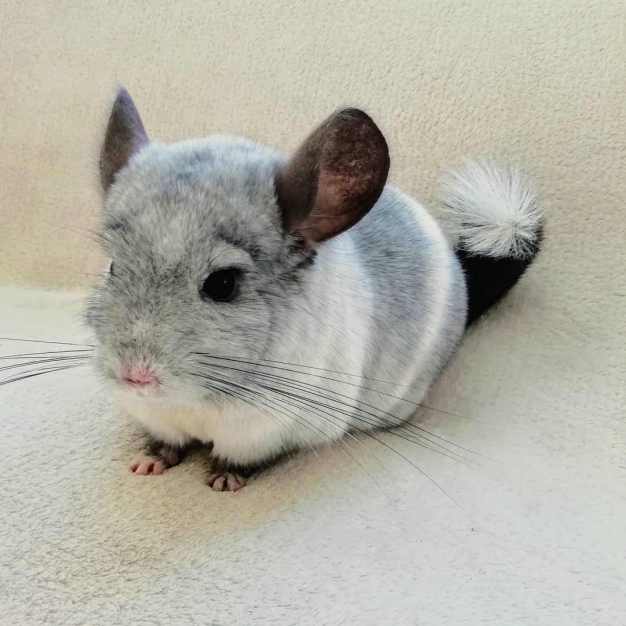 chinchilla