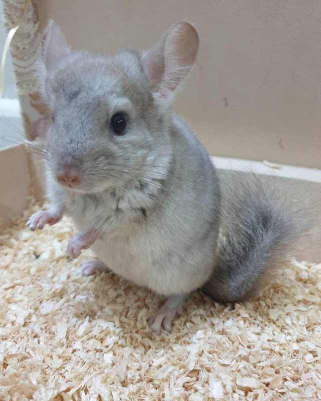 baby chinchilla