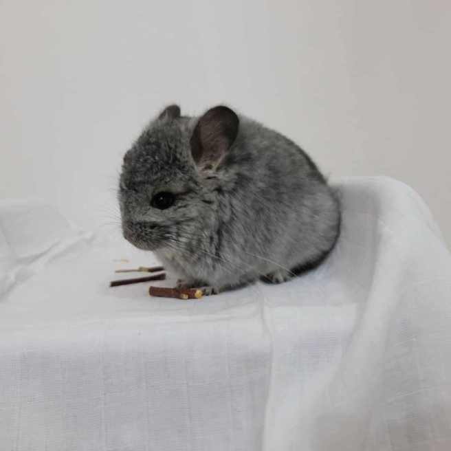 chinchilla for sale