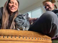 chinchilla breeds