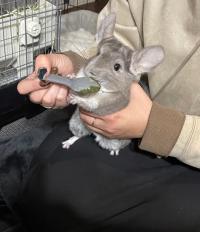chinchilla breeders
