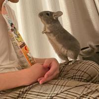 chinchilla health